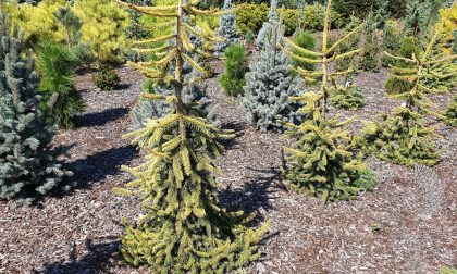 Eglė paprastoji Picea abies Gold Drift
