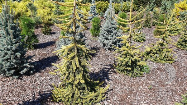 Eglė paprastoji Picea abies Gold Drift