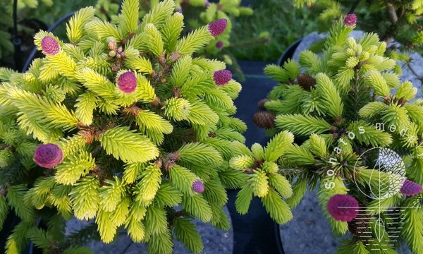 Eglė paprastoji Picea abies Push