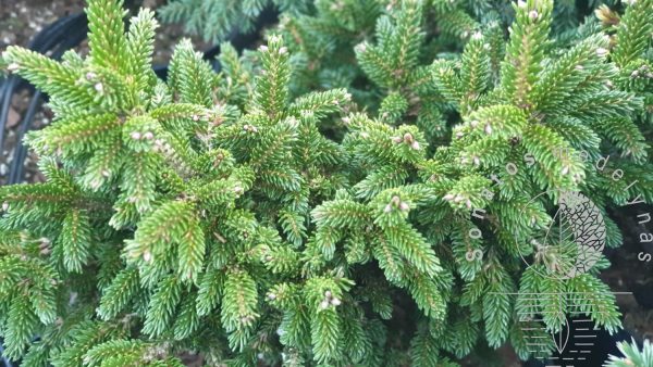 Eglė rytinė Picea orientalis WB