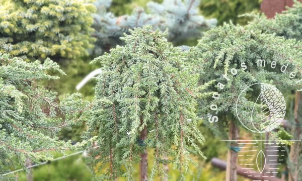 Kadagys padrikasis Juniperus horizontalis Greenmantle Pa