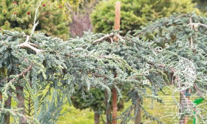 Kadagys padrikasis Juniperus horizontalis Zeal Pa
