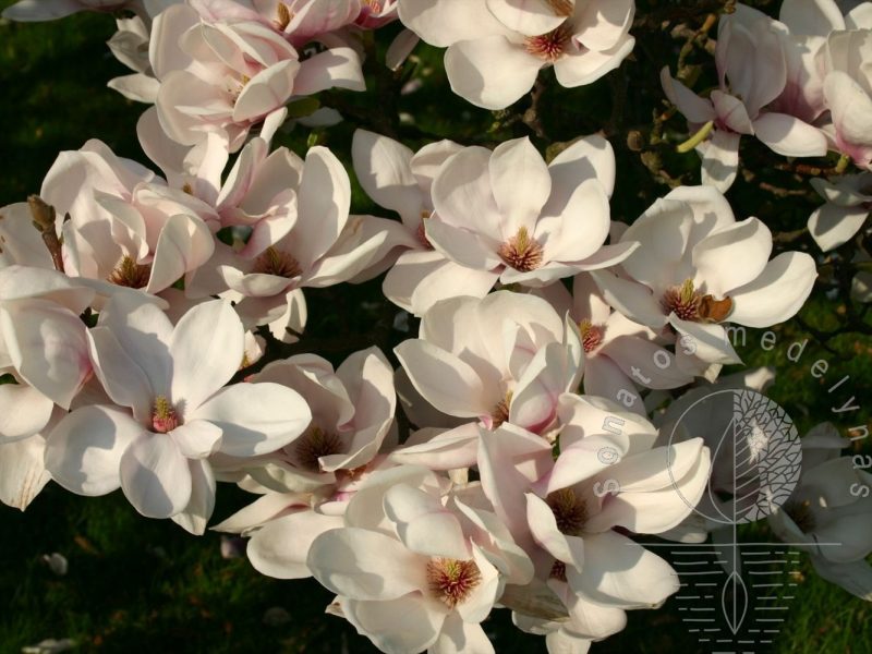 Magnolia soulangeana Alba Superba