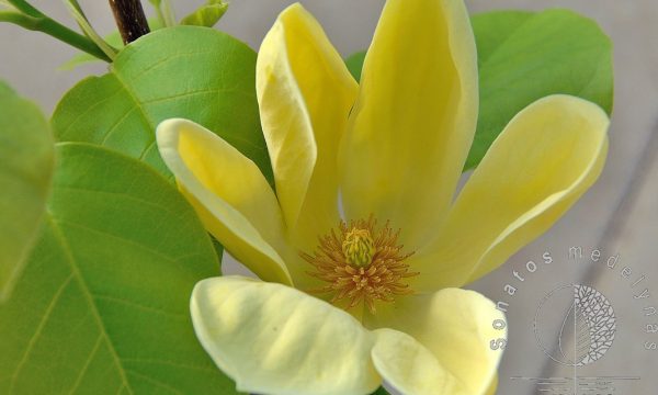 Magnolija Magnolia brooklynensis Yellow Bird