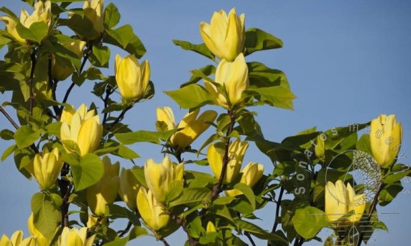 Magnolija zvaigzdinė Magnolia stellata Yellow River