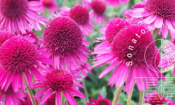Eziuole Echinacea Delicious Candy