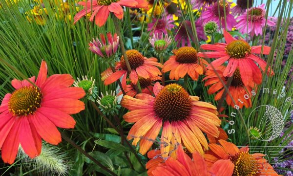Eziuole Echinacea Kismet Intense Orange