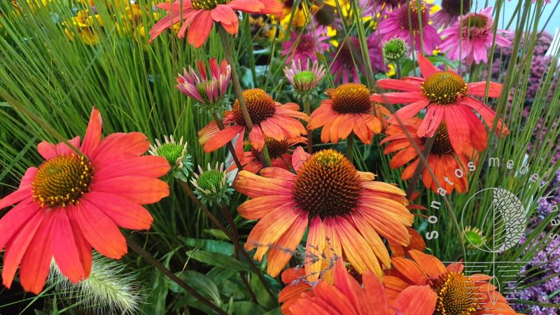 Eziuole Echinacea Kismet Intense Orange