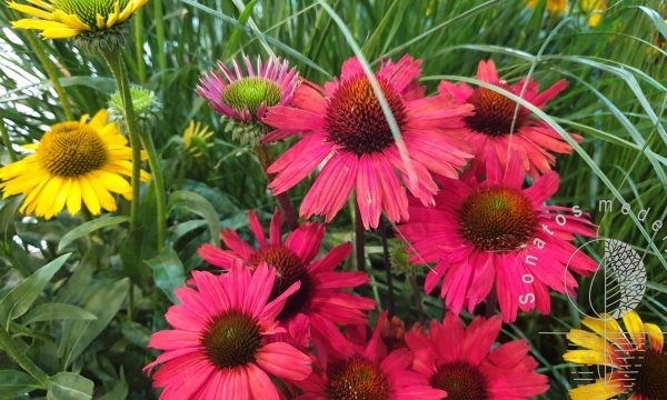 Eziuole Echinacea Kismet Intense Red