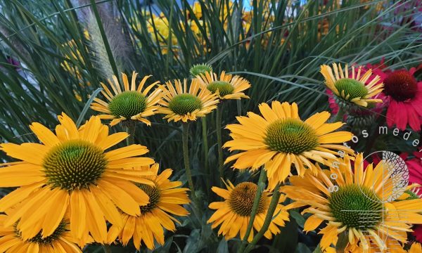 Eziuole Echinacea Kismet Intense Yellow