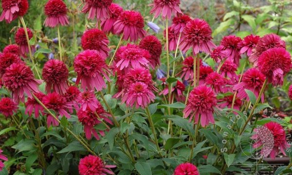 Ežiuolė Echinacea Secret Affair