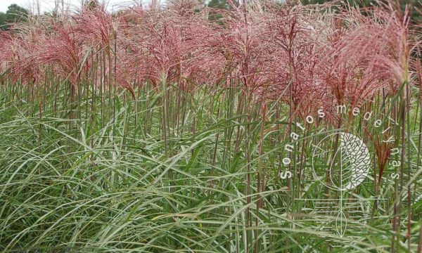 Miskantas kninis Miscanthus sinensis Melapartus