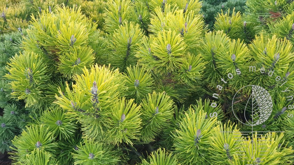 Pušis kalninė Pinus mugo Goldden Glow