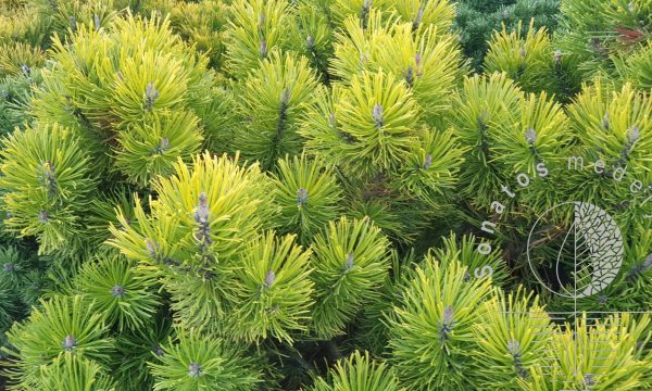 Pušis kalninė Pinus mugo Goldden Glow