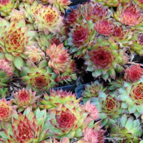 Šilropė (Sempervivum) ‘Coral Gray’