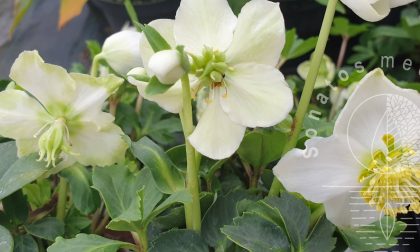 Baltaziedis-eleboras-Helleborus-niger