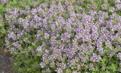 Paprastasis čiobrelis Thymus serphyllum
