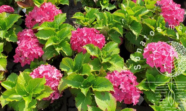 Hortenzija-didžialapė-Hydrangea-macrophylla