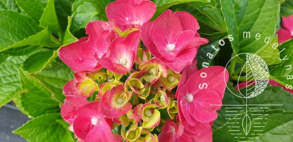 Hortenzija-didžialapė-Hydrangea-macrophylla-Royal-Red