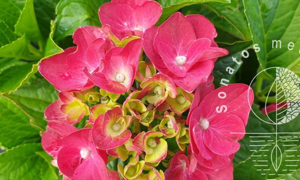 Hortenzija-didžialapė-Hydrangea-macrophylla-Royal-Red