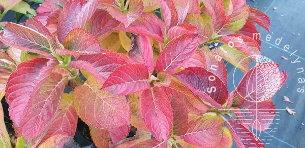 FAILO INFORMACIJA Hortenzija-didžialapė-Hydrangea-macrophylla-ruduo-lapai