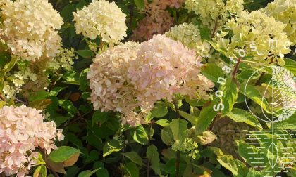 Hortenzija-sluotelinė-Hydrangea-paniculata-Little-Lime