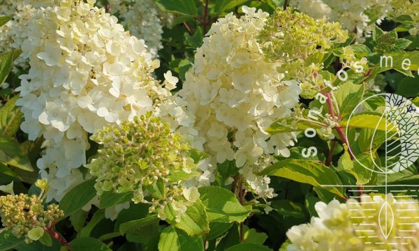 Hortenzija-sluotelinė-Hydrangea-paniculata-Magical-Moonlight-PBR