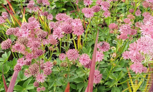 Astrantija-Astrantia-major-Roma-PBR