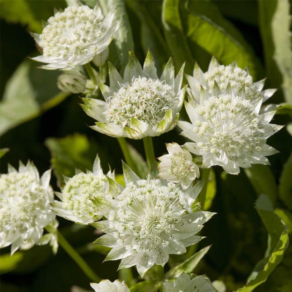 Didžioji astrancija (Astrantia major) ‘White Angel’