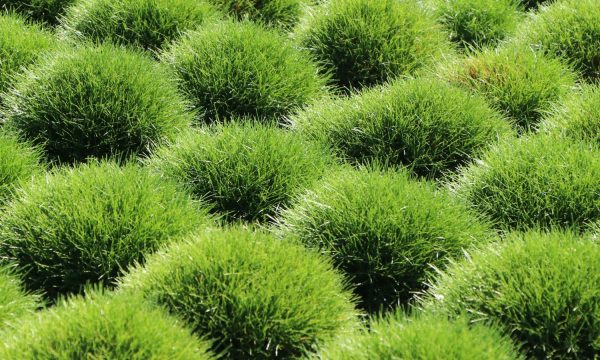 Eraičinas-Festuca-gautieri-Pic-Carlit