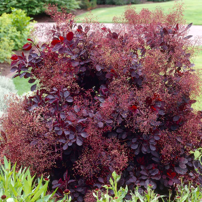 Europinis pūkenis (Cotinus coggygria) ‘Royal Purple’