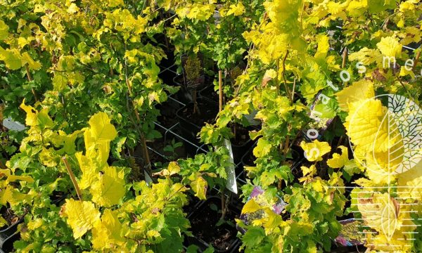 Guoba-olandinė-Ulmus-hollandica-Wredei