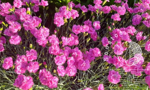 Gvazdikas-Dianthus-Pretty-Becky-PBR