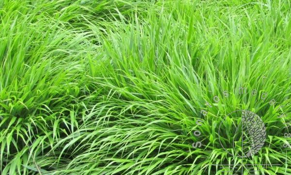Hakone-Hakonechloa-macra-Greenhills
