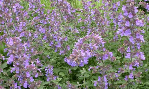 Katžolė-faseno-Nepeta-x-faassenii-Junior-Walker