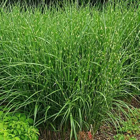 Kininis miskantas (Miscanthus sinensis) ‘Strictus’