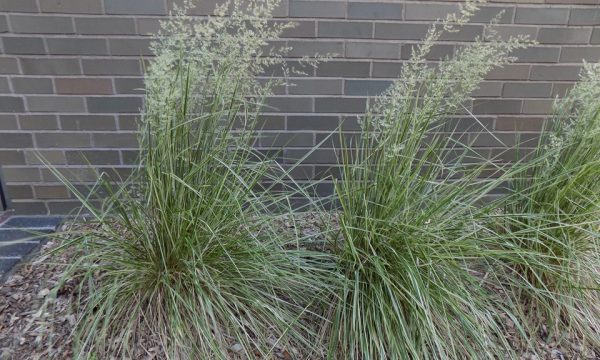 Lendrūnas-smailiažiedis-Calamagrostis-x-acutiflora-Overdam