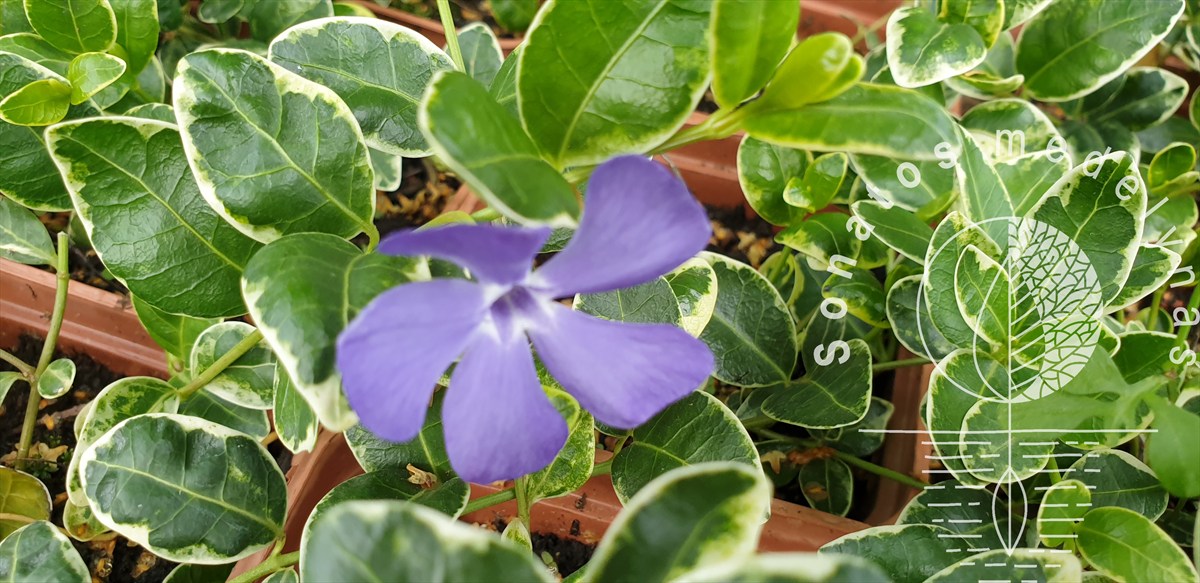 Mažoji žiemė Vinca minor Ralph Shugert Mažoji-žiemė-Vinca-minor-Ralph-Shugert