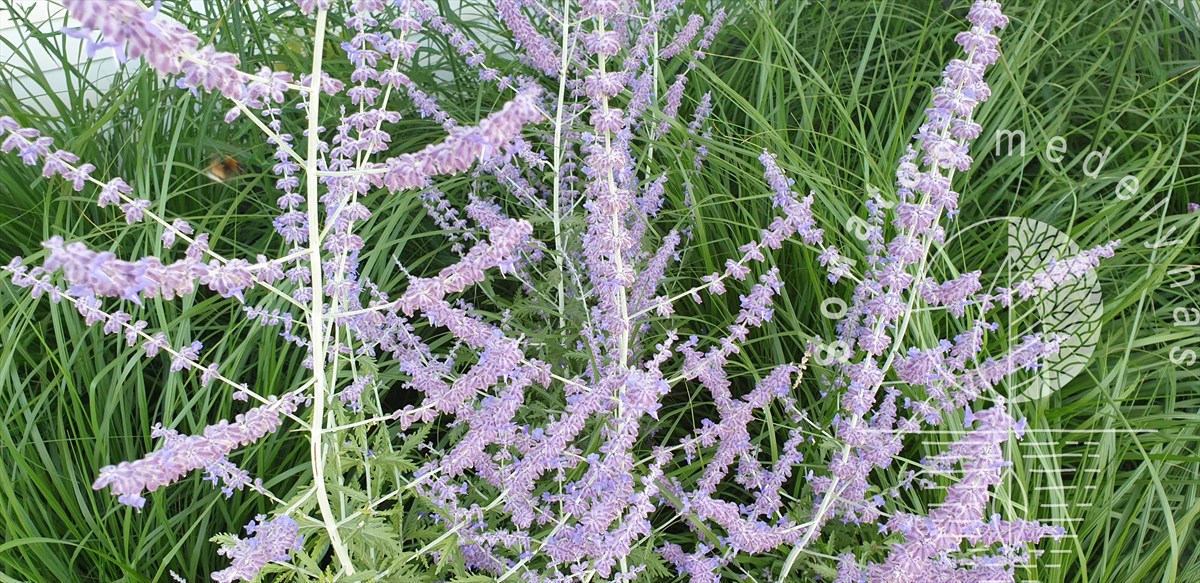 Mėlesas paprastasis Perovskia atriplicifolia Russian Sage Mėlesas-paprastasis-Perovskia-atriplicifolia-Russian-Sage.