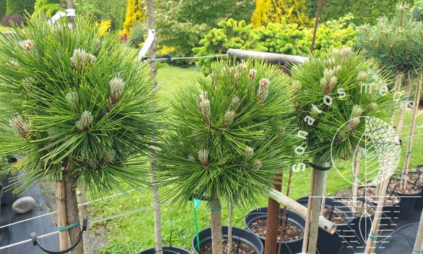 Pušis-baltazieve-Pinus-heldreichii-Pirin-3-Pa.