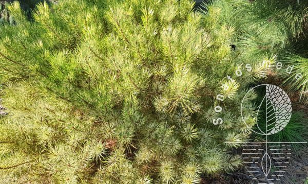 Pušis-hondinė-Pinus-densiflora-Rainbow