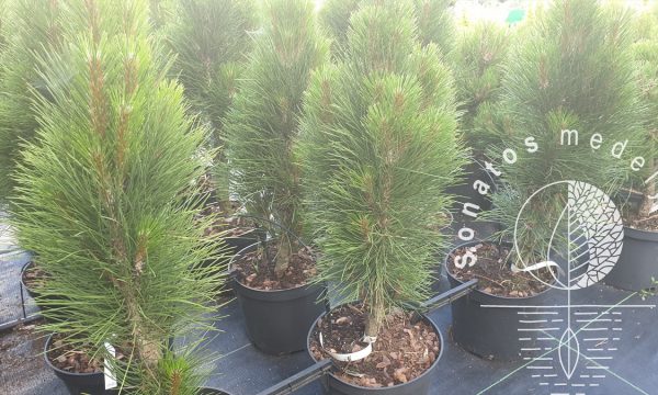 Pušis-juodoji-Pinus-nigra-Green-Tower