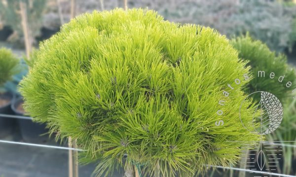Pušis-juodoji-Pinus-nigra-Marie-Bregeon-ᴾᴮᴿ