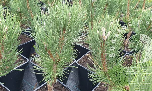 Pušis-juodoji-Pinus-nigra-Oregon-Green
