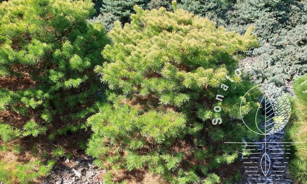 Pušis-paprastoji-Pinus-sylvestris-Trollguld