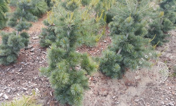 Pušis-smulkiažiėdė-Pinus-parviflora-Ryu-ju