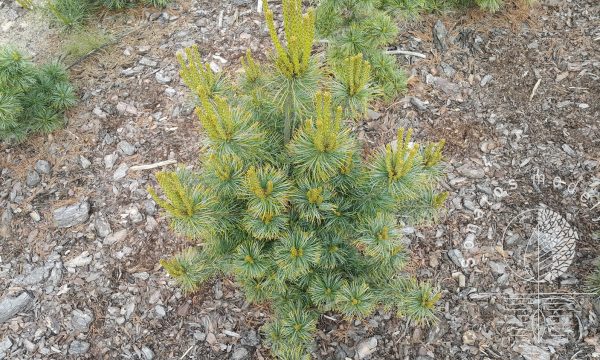 Pušis-smulkiažiėdė-Pinus-parviflora-Shikoken