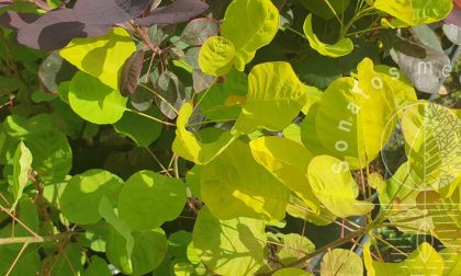 Pūkenis-europinis-Cotinus-coggygria-Golden-Spirit