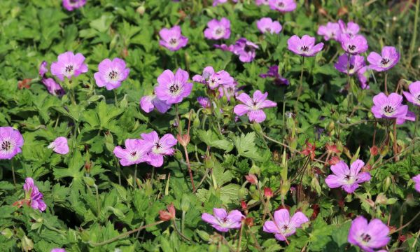 Snaputis-Geranium-x-hybridum-Bloom-Time