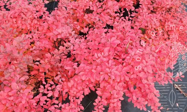 Tunbergo-raugerškis-Berberis-thunbergii-Coral.